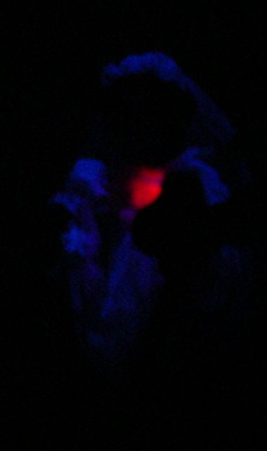 HMH 2004 Monkey Bride 1